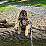 Uriah is registered to the contest to win money with this photo: dog, puppy, german_shepherd, leash, log, wood, park, gravel_path, trees, greenery, sunlight, outdoor, nature, animal, pet, cute, fur, ears, playful, young