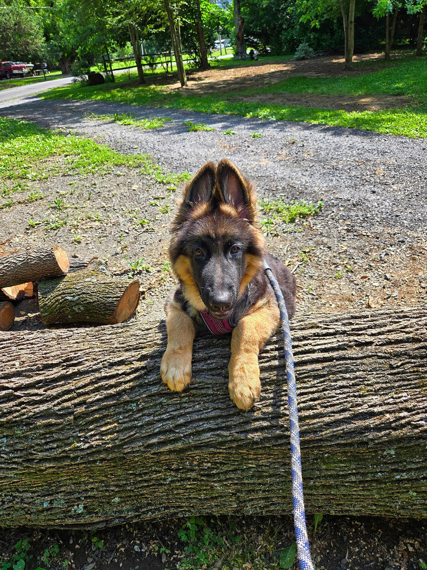 Uriah is registered to the contest to win money with this photo: dog, puppy, german_shepherd, leash, log, wood, park, gravel_path, trees, greenery, sunlight, outdoor, nature, animal, pet, cute, fur, ears, playful, young