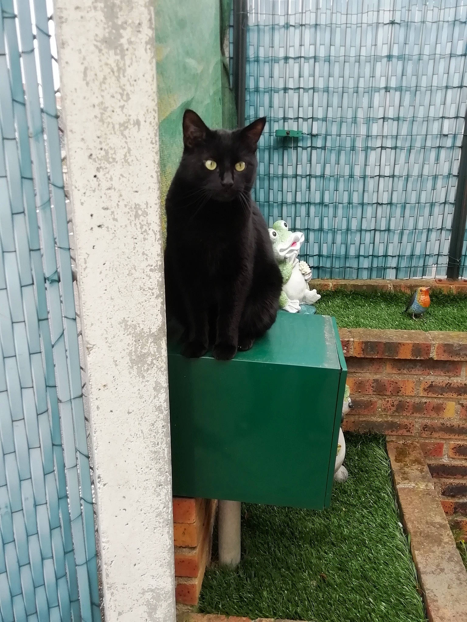 Pipin participe au concours pour gagner de l'argent avec cette photo : black_cat, bombay, carnivore, cat, domestic_short_haired_cat, felidae, fur, grass, grey, groundcover, line, mesh, pet_supply, plant, small_to_medium_sized_cats, snout, tail, terrestrial_animal, vertebrate, whiskers