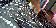 Polly a rejoint le concours — aidez-le/la à gagner de superbes lots ! animal, ball, bed, blanket, brown, cozy, cute, dachshund, dog, dresser, furniture, indoor, mouth, pattern, pet, playful, relaxed, room, toy, white