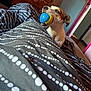 animal, ball, bed, blanket, brown, cozy, cute, dachshund, dog, dresser, furniture, indoor, mouth, pattern, pet, playful, relaxed, room, toy, white