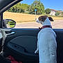 Polly participe au concours pour gagner de l'argent avec cette photo : animal, car, collar, curious, daytime, dog, field, house, landscape, mirror, nature, outdoor, pet, road, seat, side_view, sunny, transport, tree, window