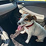 Polly participe au concours pour gagner de l'argent avec cette photo : animal, black_blanket, car_door, car_interior, companion, dashboard, daylight, dog, dog_collar, domestic_animal, greenery, happy_dog, indoor, pet, seat, side_mirror, small_dog, sunlight, tongue_out, window