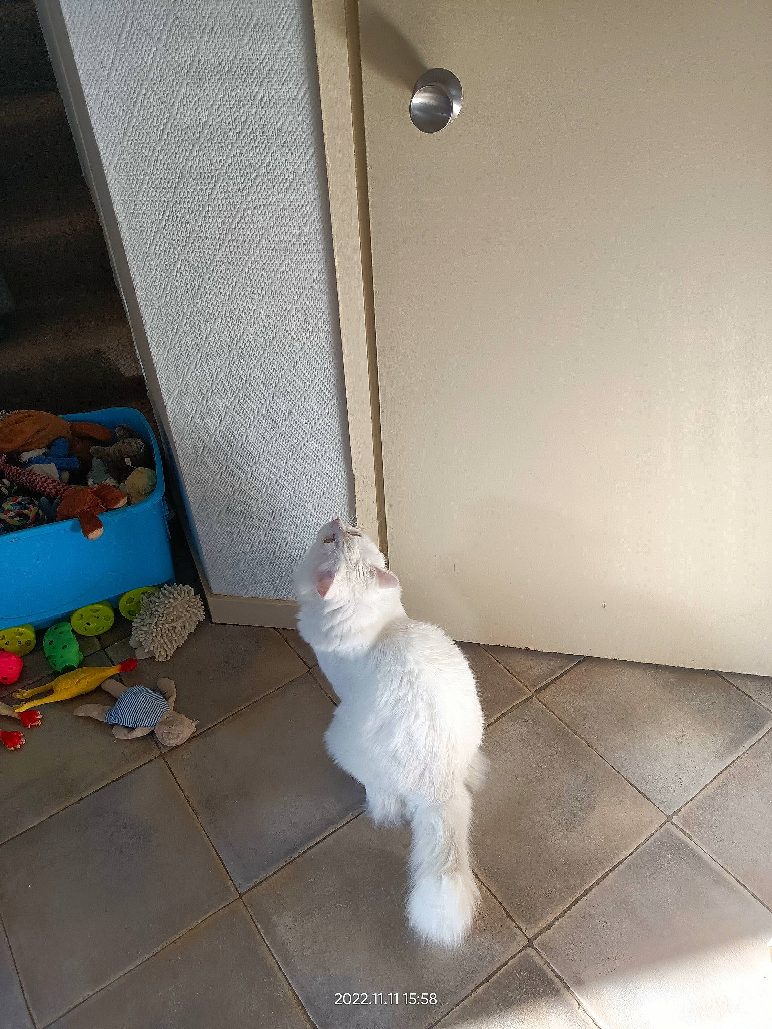 Pepper a rejoint le concours — aidez-le/la à gagner de superbes lots ! canidae, carnivore, companion_dog, dog, dog_breed, dog_supply, felidae, floor, flooring, hardwood, home_door, pet_supply, room, small_terrier, small_to_medium_sized_cats, stuffed_toy, tail, toy_dog, wood, working_animal