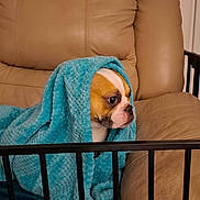 Soupline participe au concours pour gagner de l'argent avec cette photo : bars, blanket, blue_blanket, brown_and_white, comfort, couch, cozy, curtain, dog, furniture, home, indoors, leather_couch, looking_away, pet, quiet, resting, small_dog, wall, wrapped