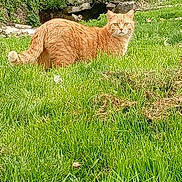Bignou a rejoint le concours — aidez-le/la à gagner de superbes lots ! cat, orange_tabby, grass, outdoor, nature, greenery, stone, plants, animal, pet, feline, alert, serious_expression, yard, mammal, whiskers, tail, fur, daylight, garden