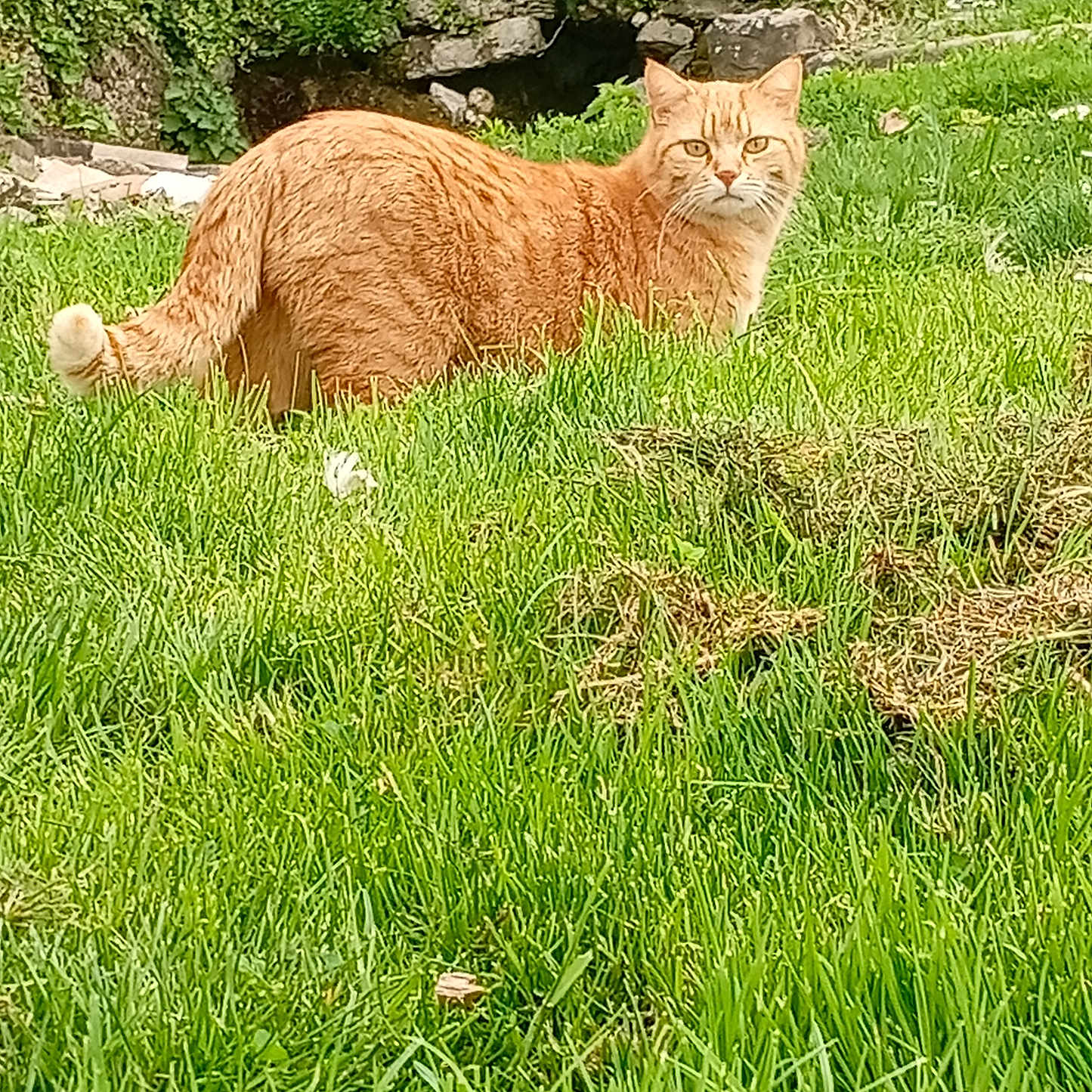 Bignou a rejoint le concours — aidez-le/la à gagner de superbes lots ! alert, animal, cat, daylight, feline, fur, garden, grass, greenery, mammal, nature, orange_tabby, outdoor, pet, plants, serious_expression, stone, tail, whiskers, yard