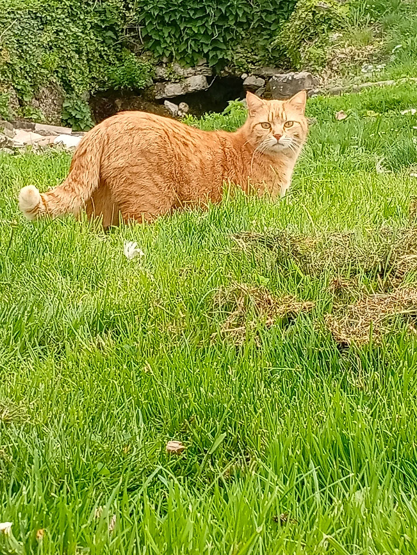 Bignou a rejoint le concours — aidez-le/la à gagner de superbes lots ! cat, orange_tabby, grass, outdoor, nature, greenery, stone, plants, animal, pet, feline, alert, serious_expression, yard, mammal, whiskers, tail, fur, daylight, garden