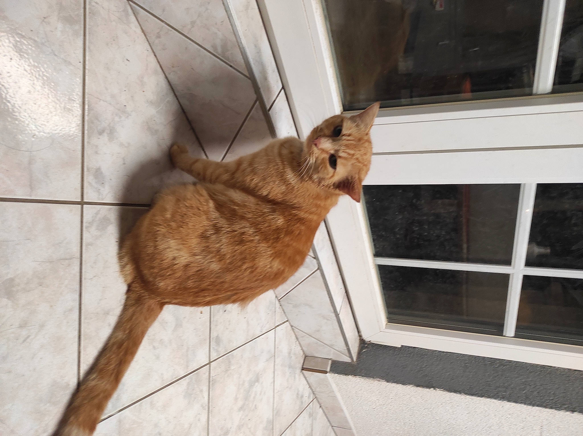 Shadow participe au concours pour gagner de l'argent avec cette photo : canidae, carnivore, cat, claw, domestic_short_haired_cat, fawn, felidae, flooring, fur, hardwood, liver, sash_window, small_to_medium_sized_cats, snout, tail, terrestrial_animal, whiskers, window, wood