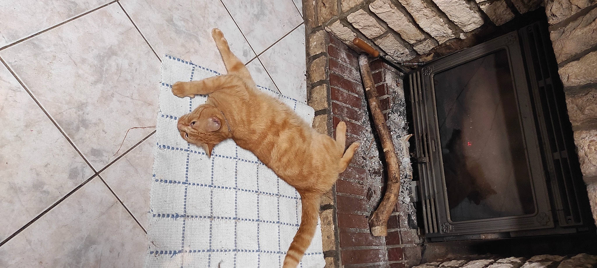 Shadow participe au concours pour gagner de l'argent avec cette photo : art, brick, brickwork, building, cat, domestic_short_haired_cat, fawn, felidae, fur, sculpture, small_to_medium_sized_cats, snout, statue, tail, terrestrial_animal, visual_arts, whiskers, wildlife, window, wood