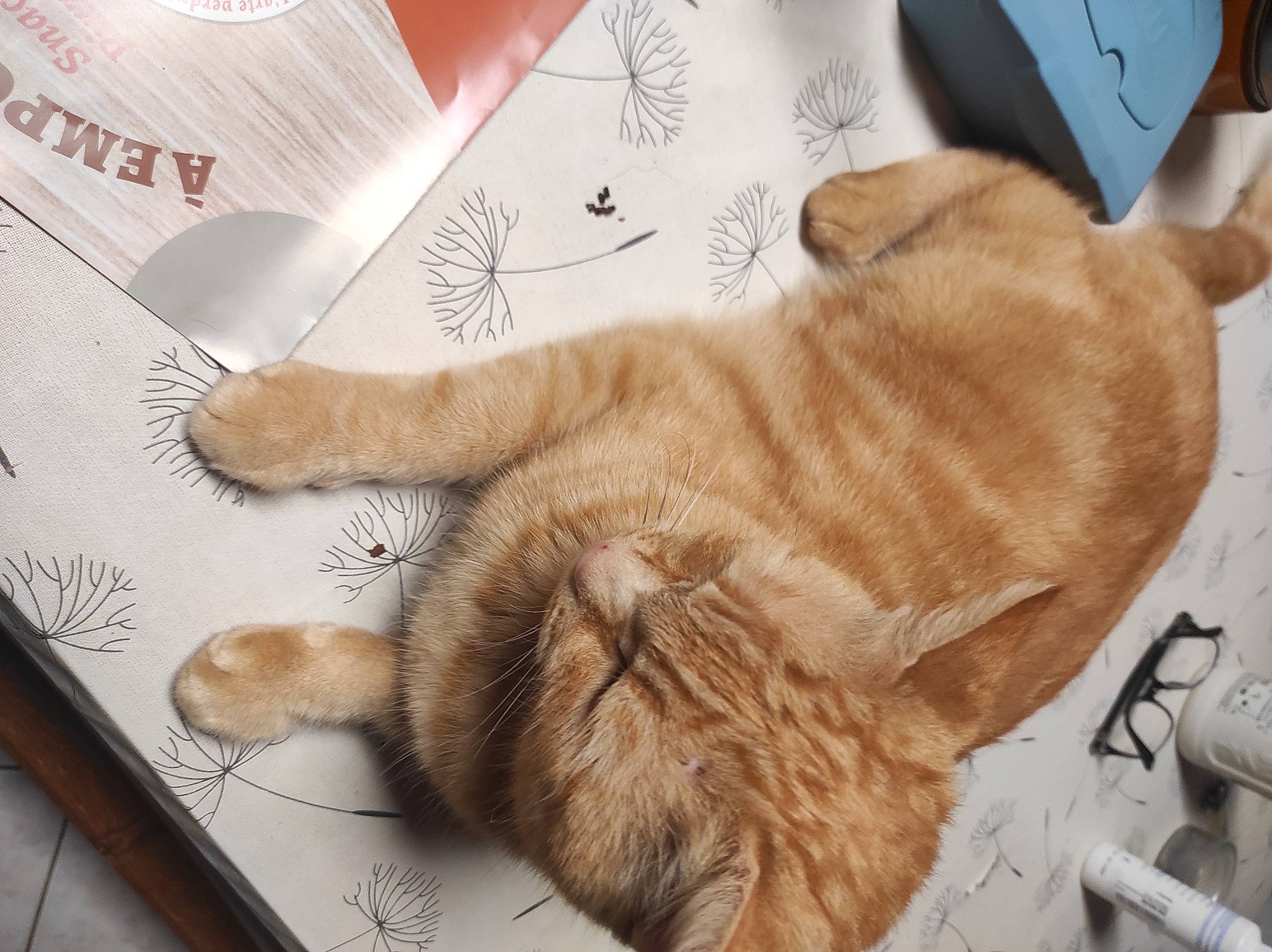 Shadow participe au concours pour gagner de l'argent avec cette photo : carnivore, cat, claw, comfort, domestic_short_haired_cat, fawn, felidae, foot, fur, gesture, nap, paw, small_to_medium_sized_cats, snout, tail, whiskers