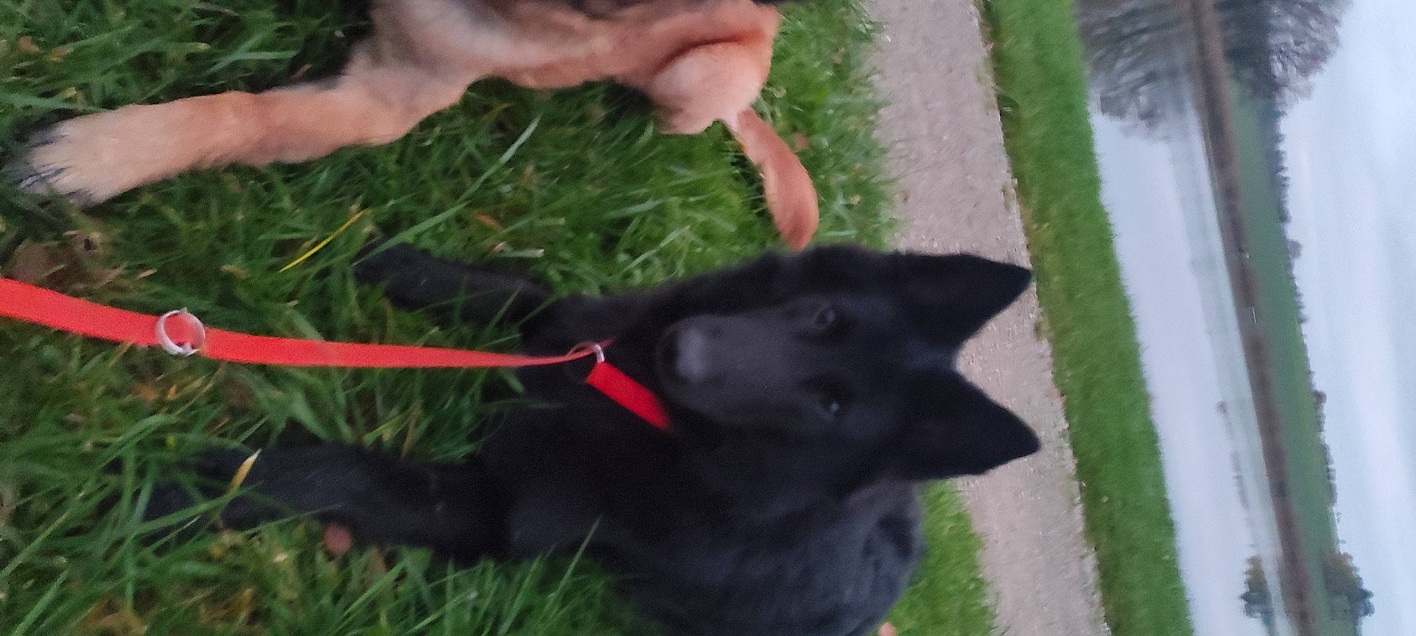 Sanka a rejoint le concours — aidez-le/la à gagner de superbes lots ! black_cat, bombay, canidae, carnivore, cat, collar, companion_dog, dog, dog_breed, felidae, fur, gesture, grass, plant, small_to_medium_sized_cats, snout, sporting_group, tail, terrestrial_animal, terrestrial_plant