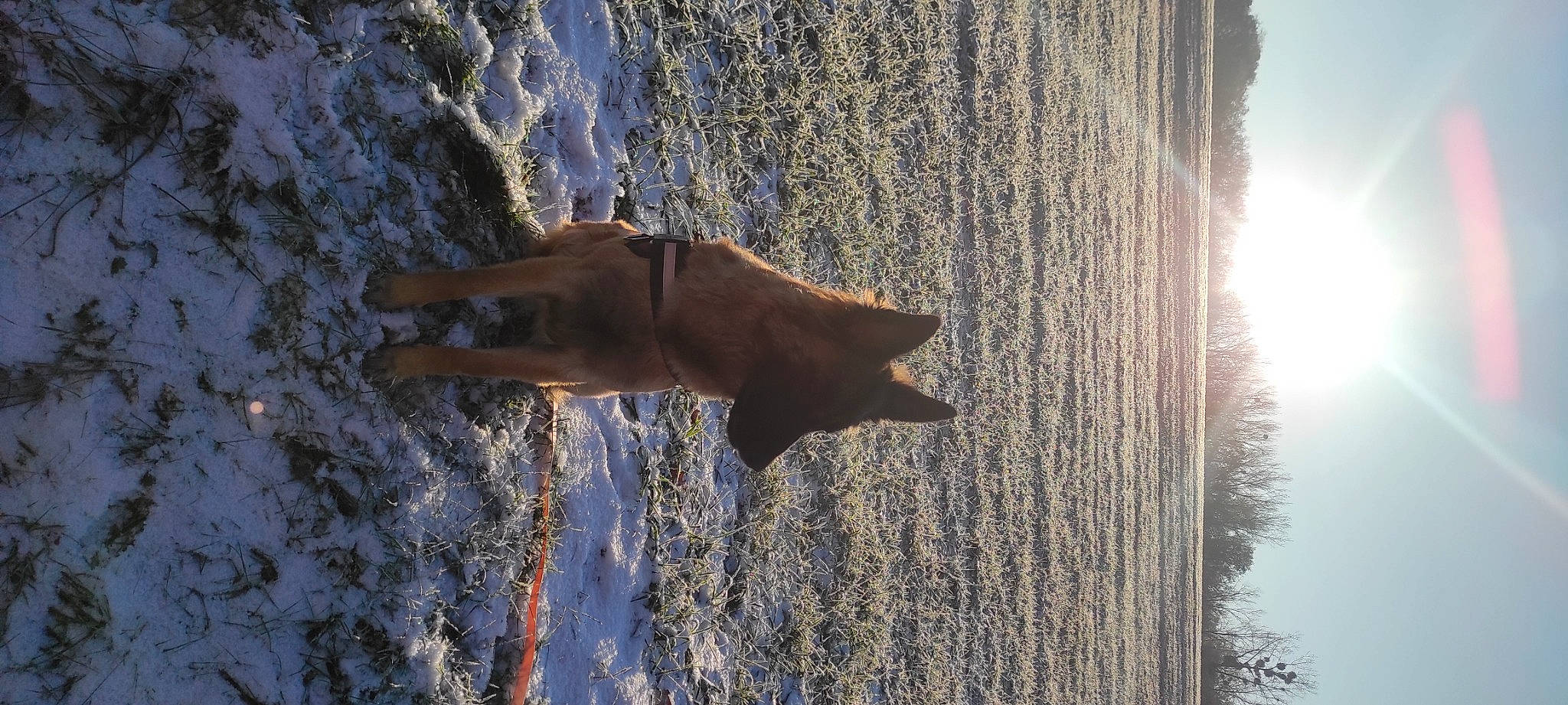 Taora a rejoint le concours — aidez-le/la à gagner de superbes lots ! azure, fawn, formation, freezing, frost, liver, plant, reflection, shadow, sky, snow, sunlight, tail, tree, trunk, water, wildlife, winter, wood, woody_plant