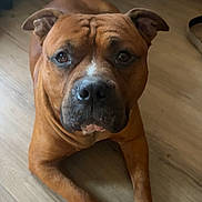 Jake is registered to the contest to win money with this photo: dog, brown_dog, pet, canine, indoor, floor, wooden_floor, lying_down, looking, ears, face, paws, nails, animal, domestic_animal, closeup, friendly, mammal, companion, resting