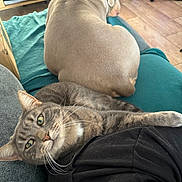 Woualy a rejoint le concours — aidez-le/la à gagner de superbes lots ! animal, blanket, brown_dog, canine, cat, companion, cozy, curious, dog, feline, floor, furniture, house, indoor, lying_down, pet, relaxing, resting, tabby_cat, wood_floor