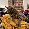 Woualy participe au concours pour gagner de l'argent avec cette photo : animal, blanket, brick_wall, casual, cat, cozy, fur, furniture, gray_cat, home, indoor, paw, pet, relaxed, resting, shelf, sleepy, stacked_clothes, whiskers, yellow_blanket