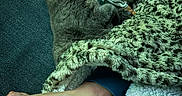 Woualy participe au concours pour gagner de l'argent avec cette photo : animal, blanket, blue, cat, comfort, cozy, foot, furry, home, indoor, leopard_print, nap, paw, person, relaxation, resting, sleeping, soft, texture, warm