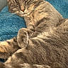 Woualy a rejoint le concours — aidez-le/la à gagner de superbes lots ! animal, blanket, blue, cat, closeup, comfortable, cozy, cute, feline, fur, gray_tabby, indoor, nap, paws, pet, relaxed, resting, sleeping, soft, whiskers