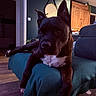 animal, black_dog, blanket, canine, couch, cozy, dog, domestic_animal, ears, floor, furniture, home, indoor, living_room, mirror, pet, portrait, relaxed, resting, wooden_cabinet