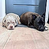 Jasko participe au concours pour gagner de l'argent avec cette photo : dog, pet, indoor, wooden_floor, door, relaxed, lying_down, two_dogs, light_colored_dog, dark_colored_dog, floor_mat, canine, domestic_animal, companion, animal, quiet, calm, household, floor, resting