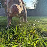 Artemis a rejoint le concours — aidez-le/la à gagner de superbes lots ! animal, canine, closeup, curious, cute, daylight, dog, flower, garden, grass, greenery, mammal, morning, nature, outdoor, pet, playful, summer, sunlight, yard