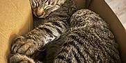 Soja participe au concours pour gagner de l'argent avec cette photo : animal, cardboard_box, cat, cozy, cute, domestic, floor, fur, home, indoor, mammal, nap, paws, pet, relaxed, resting, sleeping, striped, tabby, whiskers