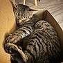 animal, cardboard_box, cat, cozy, cute, domestic, floor, fur, home, indoor, mammal, nap, paws, pet, relaxed, resting, sleeping, striped, tabby, whiskers