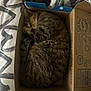 Soja participe au concours pour gagner de l'argent avec cette photo : animal, bedspread, cardboard_box, cat, compact, cozy, curled_up, cute, domestic_cat, feline, fur, indoor, paw, pet, relaxed, resting, sleeping, striped, tabby, whiskers