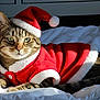 cat, tabby, santa_hat, christmas_costume, pet, feline, bed, white_bedding, sunlight, green_eyes, fur, costume, holiday, cute, domestic_animal, resting, indoor, animal, adorable, portrait