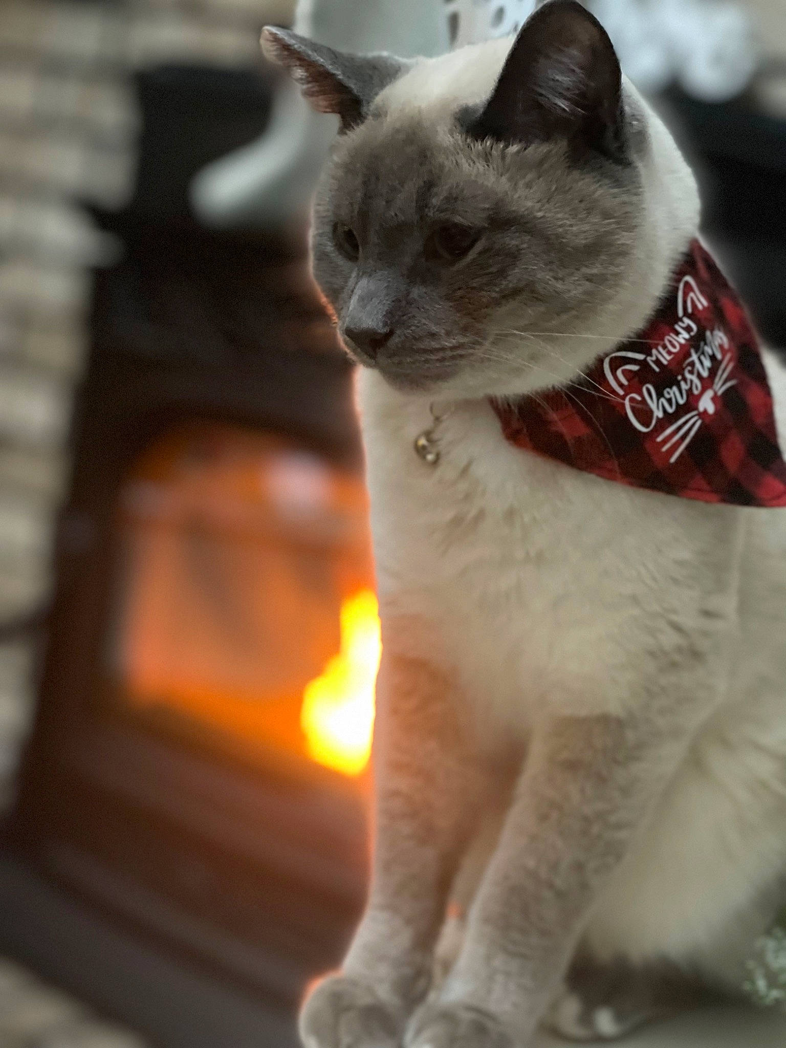 Boozer is registered to the contest to win money with this photo: carnivore, cat, claw, collar, domestic_short_haired_cat, fawn, felidae, fur, paw, sitting, small_to_medium_sized_cats, snout, tail, thai, whiskers, window