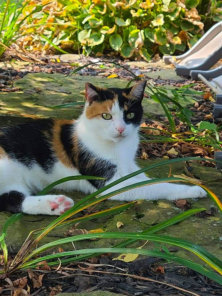 Zoey is registered to the contest to win money with this photo: art, carnivore, cat, domestic_short_haired_cat, felidae, fur, garden, grass, groundcover, landscape, lawn, leaf, mammal, plant, small_to_medium_sized_cats, sunlight, tail, tree, whiskers, wildlife