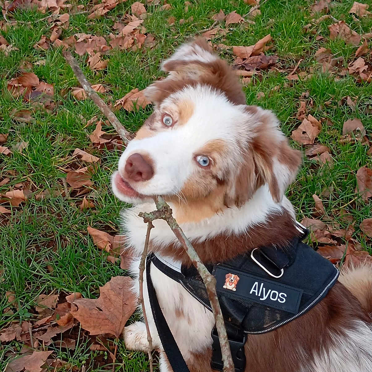 Alyos participe au concours pour gagner de l'argent avec cette photo : animal, autumn, blue_eyes, brown_and_white, canine, chewing, cute, dog, fall, fur, grass, harness, leaves, nature, outdoor, pet, playful, puppy, stick, young_dog