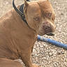 dog, brown_dog, pit_bull, canine, pet, animal, outdoor, gravel, leash, collar, sitting, side_eye, short_fur, muscular, portrait, close_up, bokeh, blue_leash, second_dog, sunlight