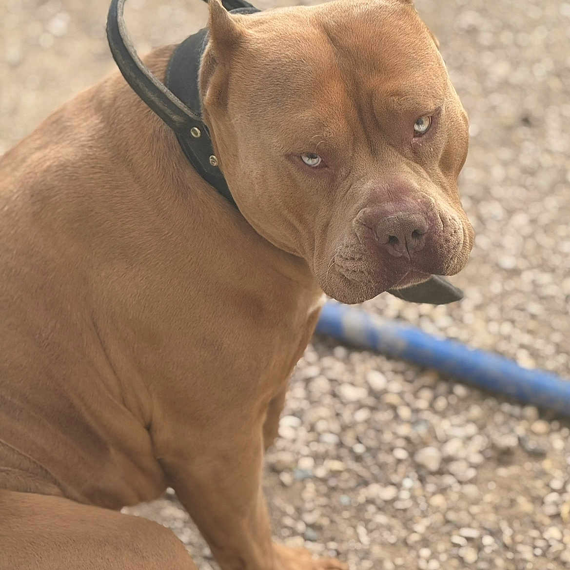 Tiaka participe au concours pour gagner de l'argent avec cette photo : dog, brown_dog, pit_bull, canine, pet, animal, outdoor, gravel, leash, collar, sitting, side_eye, short_fur, muscular, portrait, close_up, bokeh, blue_leash, second_dog, sunlight