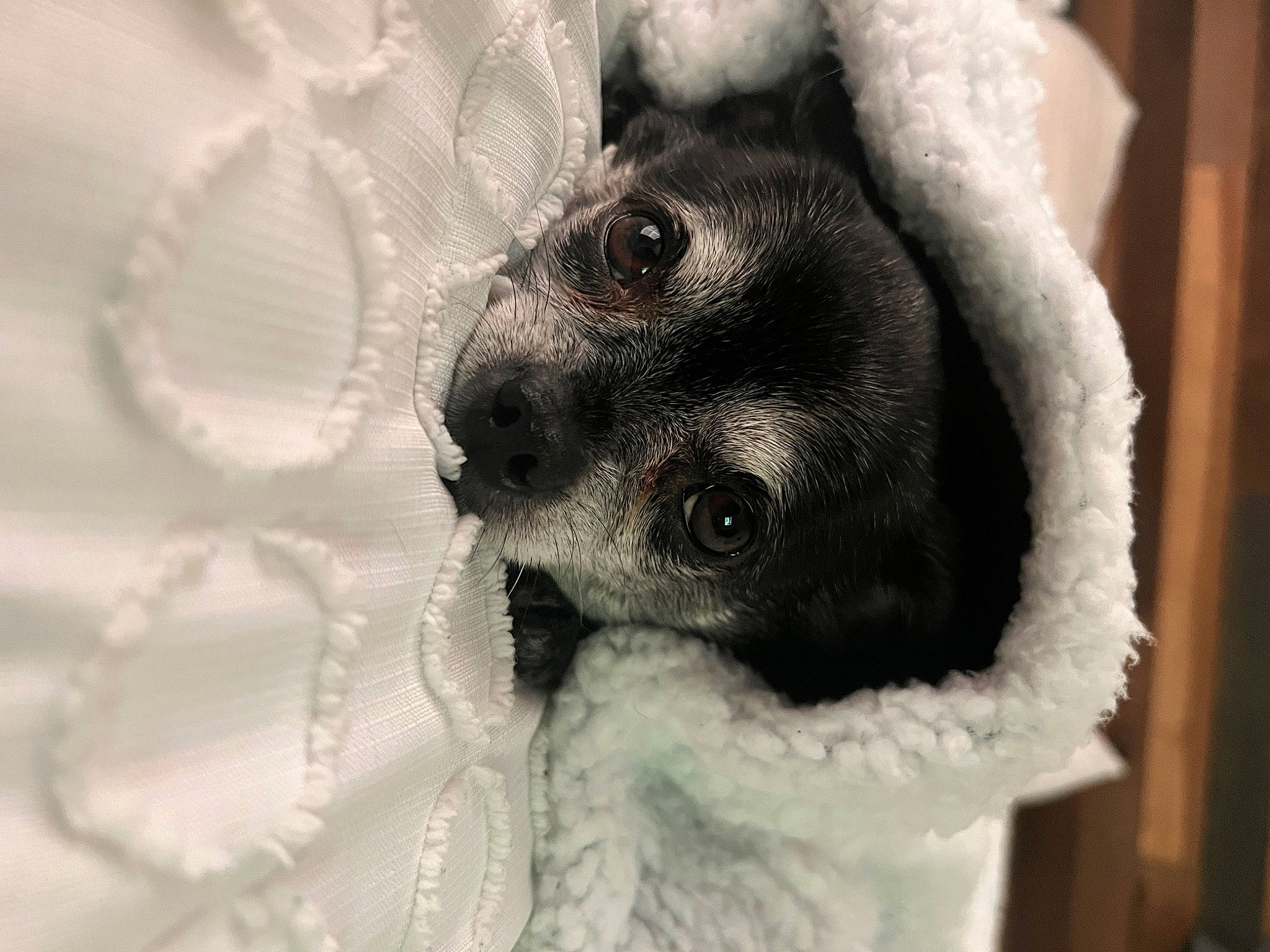 Jill is registered to the contest to win money with this photo: canidae, carnivore, companion_dog, dog_breed, eyelash, fashion_accessory, fawn, felidae, fur, paw, small_to_medium_sized_cats, snout, snow, sporting_group, stuffed_toy, terrestrial_animal, textile, toy, whiskers, winter