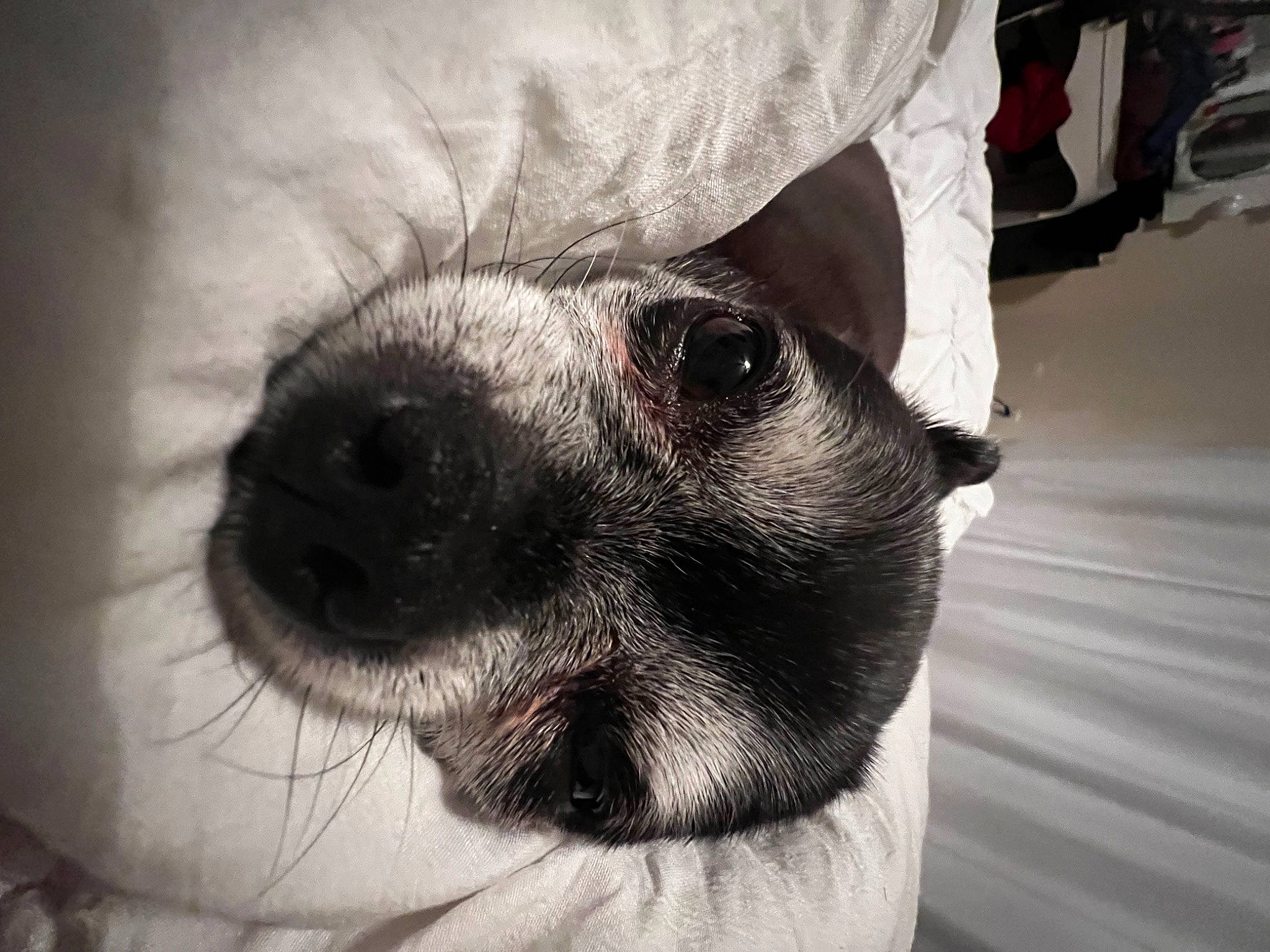 Jill is registered to the contest to win money with this photo: carnivore, comfort, companion_dog, dog, dog_breed, fawn, fur, glasses, grey, human_leg, monochrome, monochrome_photography, paw, snout, sunglasses, terrestrial_animal, toy_dog, vision_care, whiskers, working_animal