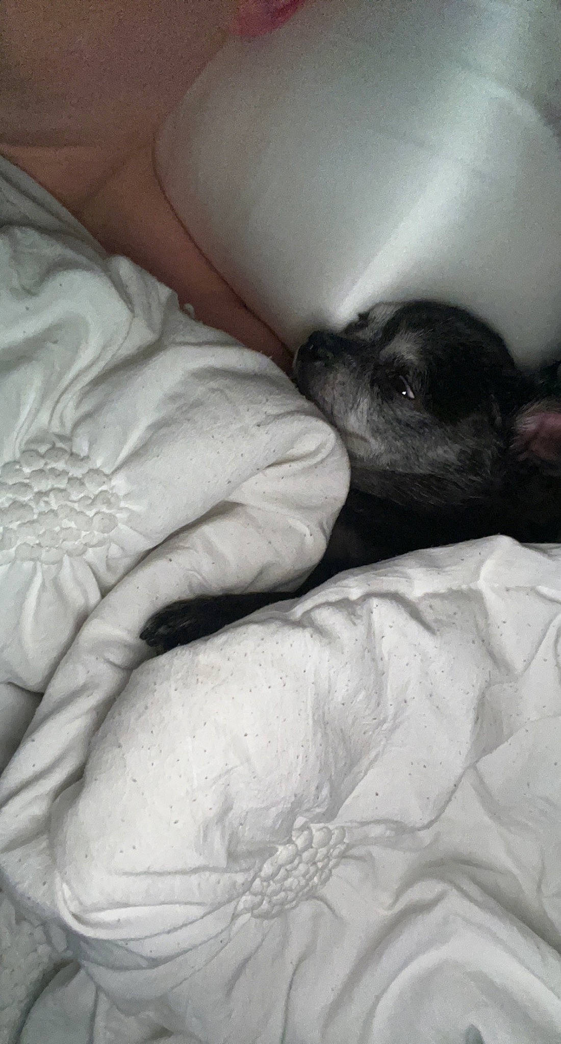 Jill joined the competition — help win amazing prizes! bedding, canidae, carnivore, comfort, companion_dog, dog, dog_breed, flesh, fur, gesture, grey, human_leg, linens, monochrome, monochrome_photography, nap, sleep, sporting_group, whiskers, working_animal