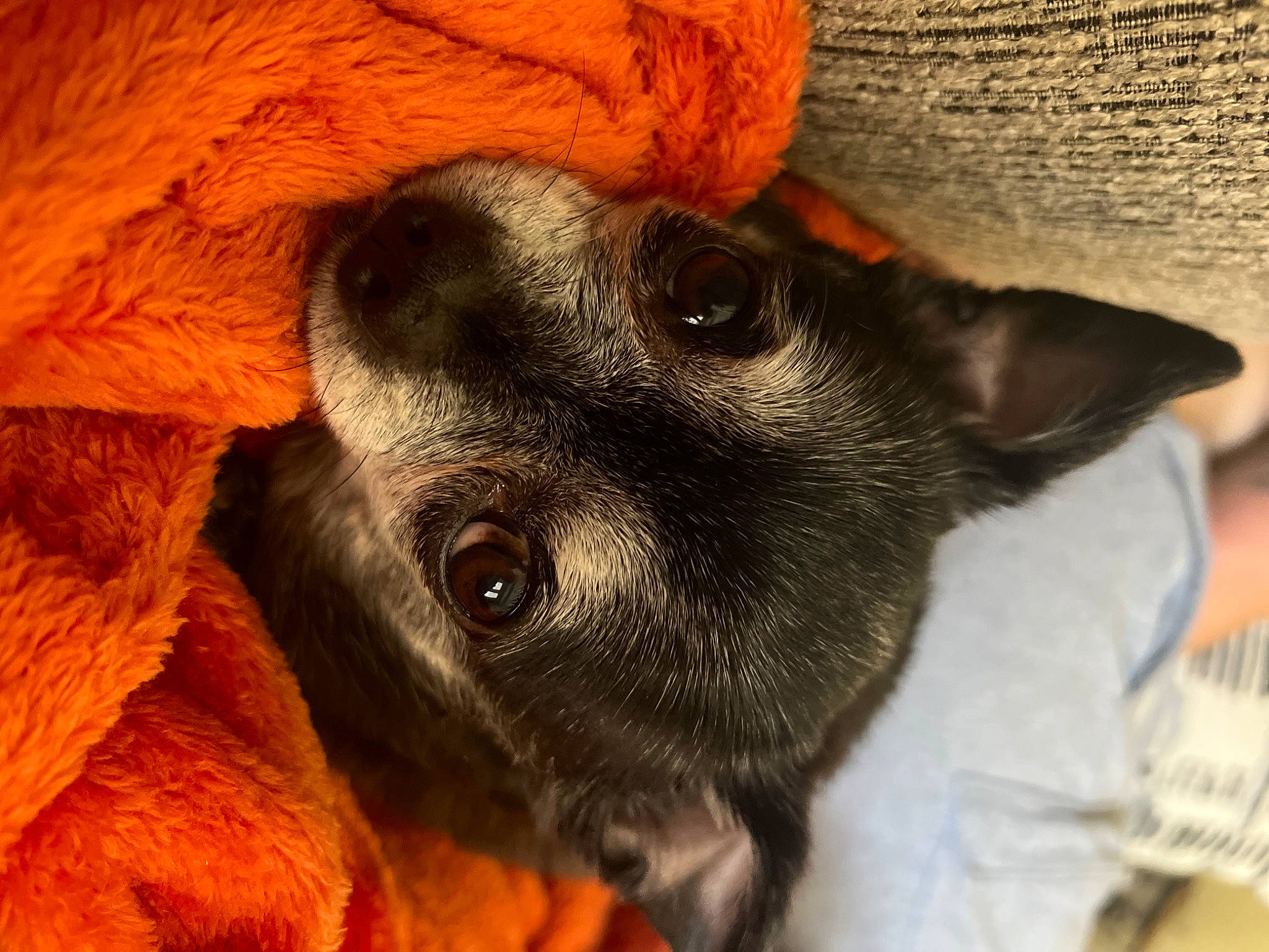 Jill joined the competition — help win amazing prizes! canidae, carmine, carnivore, comfort, companion_dog, dog, dog_breed, ear, fawn, fur, liver, non_sporting_group, paw, puppy, snout, sporting_group, terrestrial_animal, toy_dog, whiskers, working_animal