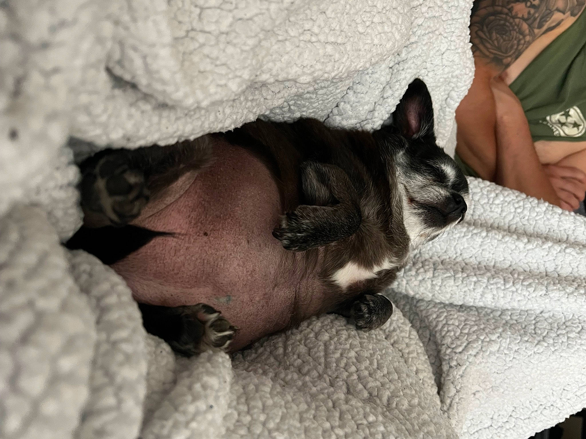 Jill is registered to the contest to win money with this photo: carnivore, cat, comfort, companion_dog, dog_breed, domestic_short_haired_cat, ear, fawn, felidae, fur, grey, human_leg, mammal, nap, sitting, small_to_medium_sized_cats, snout, vertebrate, whiskers, wrinkle