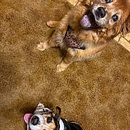 Kodi is registered to the contest to win money with this photo: dog, two_dogs, pet, indoor, carpet, brown_carpet, happy, tongue_out, looking_up, leopard_print_bandana, small_dog, fluffy_dog, black_and_white, canine, animal, floor, tile_wall, cute, friendly, domestic