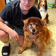 Kodi joined the competition — help win amazing prizes! background, black_tshirt, brown_dog, curly_hair, dog, floor, harness, indoor, kitchen, kneeling, leopard_print, long_hair_dog, person, pet, refrigerator, shorts, slippers, smile, socks, tile_floor