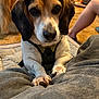 dog, beagle, golden_retriever, indoor, pet, close_up, paws, blanket, fur, animal, mammal, domestic_animal, canine, resting, looking_at_camera, cozy, carpet, person_leg, harness, living_room