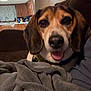 Harry joined the competition — help win amazing prizes! dog, beagle, blanket, couch, indoor, pet, canine, smiling, fur, ears, nose, tongue, happy, cozy, living_room, furniture, domestic, companion, animal, relaxed
