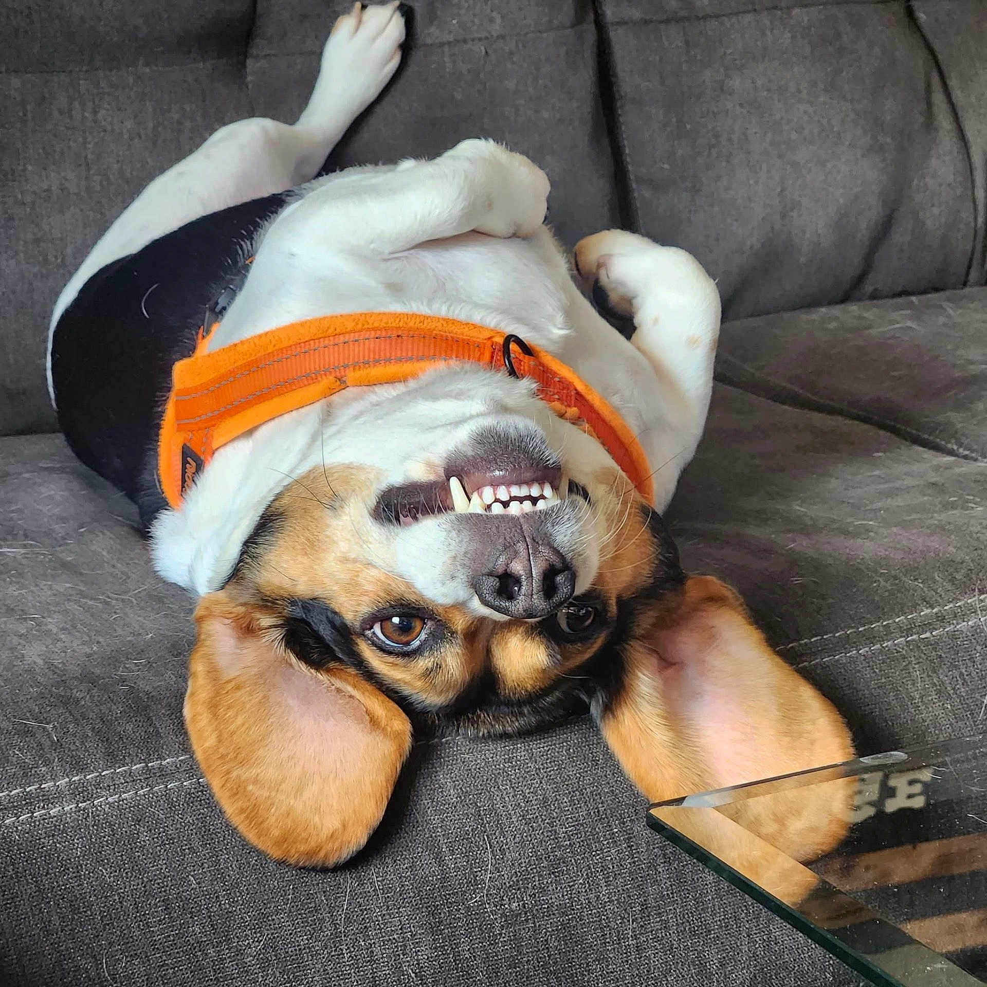 Harry is registered to the contest to win money with this photo: dog, upside_down, couch, orange_harness, ears, teeth, playful, indoor, pet, brown, white, black, nose, fur, relaxed, closeup, smile, animal, resting, funny