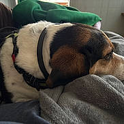 Harry joined the competition — help win amazing prizes! dog, resting, blanket, indoor, brown, white, black, collar, fur, side_view, cozy, pet, animal, relaxed, soft_texture, couch, home, quiet, calm, comfort