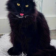 Boo is registered to the contest to win money with this photo: cat, black_cat, fluffy_fur, yellow_eyes, tongue_out, pet, indoor, white_rug, fur, animal, domestic_cat, sitting, cute, playful, collar, chair, floor, home, portrait, mischievous