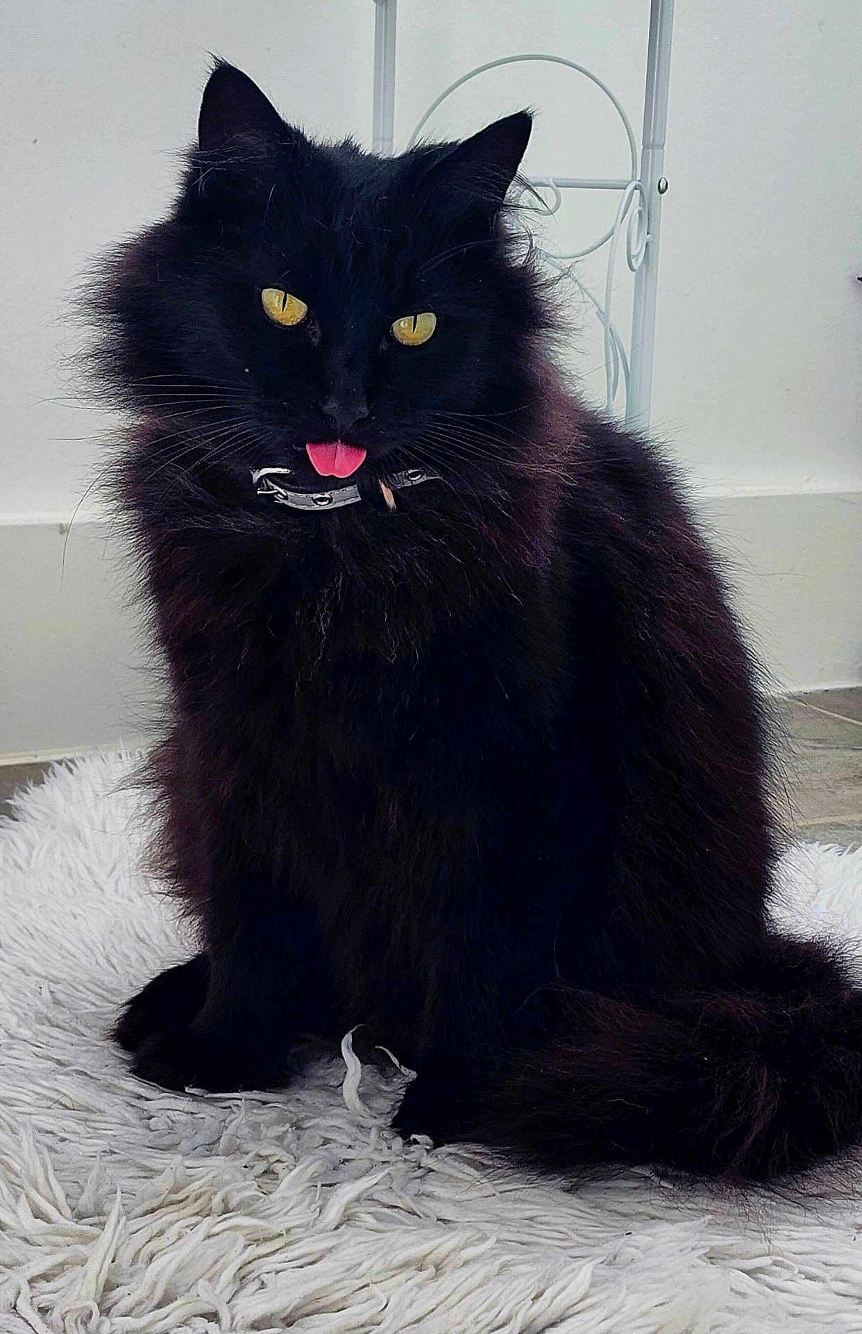 Boo is registered to the contest to win money with this photo: cat, black_cat, fluffy_fur, yellow_eyes, tongue_out, pet, indoor, white_rug, fur, animal, domestic_cat, sitting, cute, playful, collar, chair, floor, home, portrait, mischievous