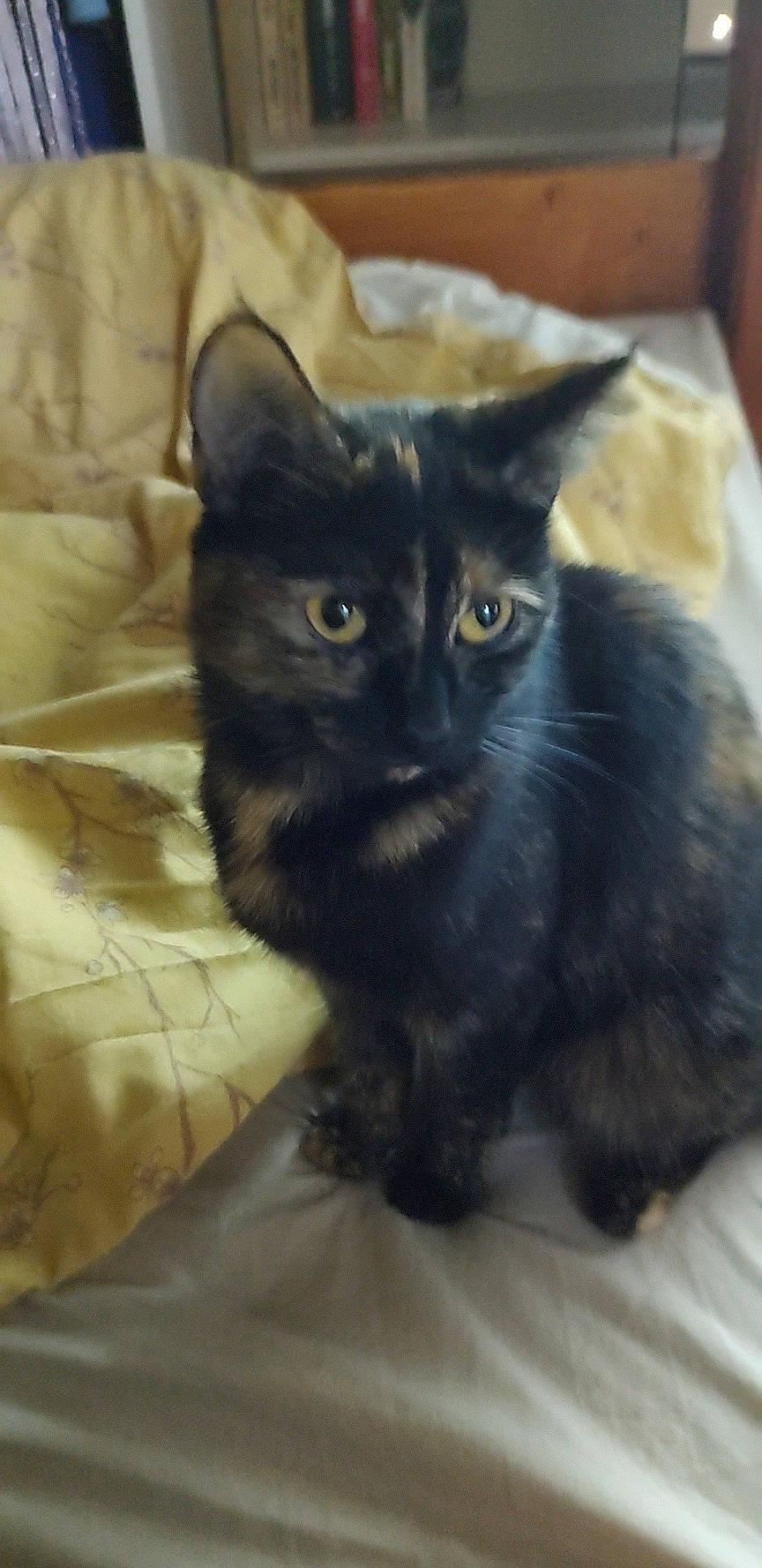 Shaniqua joined the competition — help win amazing prizes! black_cat, bombay, box, carnivore, cat, cat_supply, claw, comfort, domestic_short_haired_cat, felidae, fur, grey, iris, pet_supply, small_to_medium_sized_cats, snout, tail, terrestrial_animal, whiskers, window