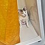 cat, shower, yellow_shower_curtain, pet, indoor, animal, feline, fur, corner, bathroom, white, relaxed, sitting, cute, domestic, household, quiet, still, alone, resting