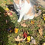 Bella is registered to the contest to win money with this photo: cat, calico, animal, outdoor, grass, autumn, fall_leaves, tongue_out, sunlight, nature, pet, cute, playful, cheeky, feline, mammal, daytime, leaf_litter, ground, small_animal